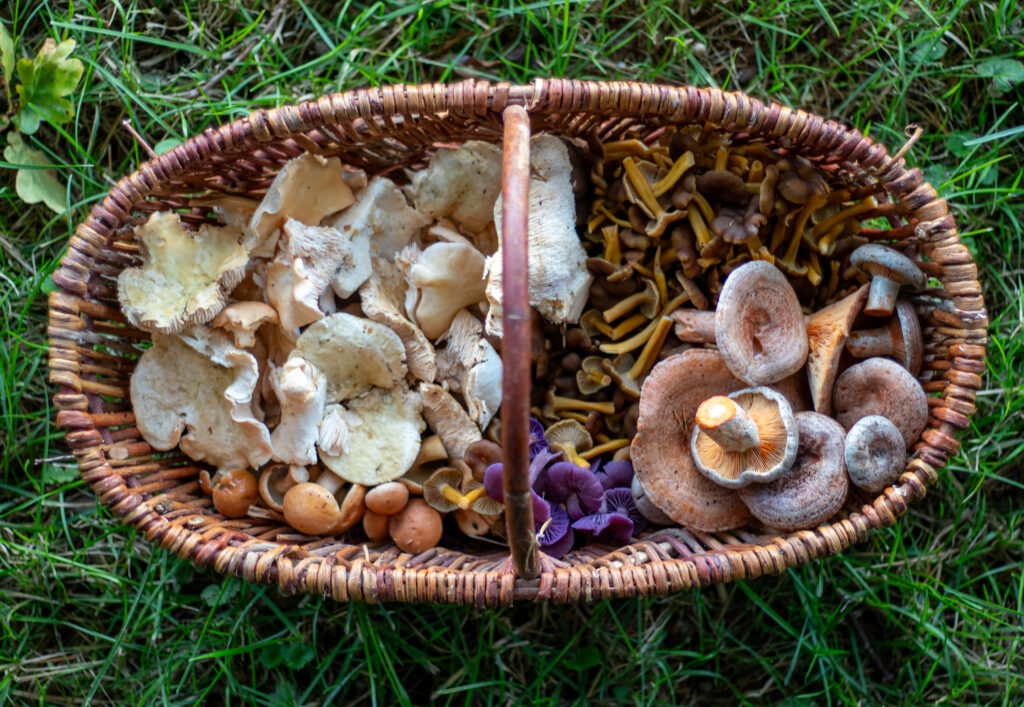 Pilzkorb mit gesammelen Wildpilzen: Semmel-Stoppelpilze,  Reizker, violette Lacktrichterlinge, Gelbe Kraterelle, Kuhröhrlinge