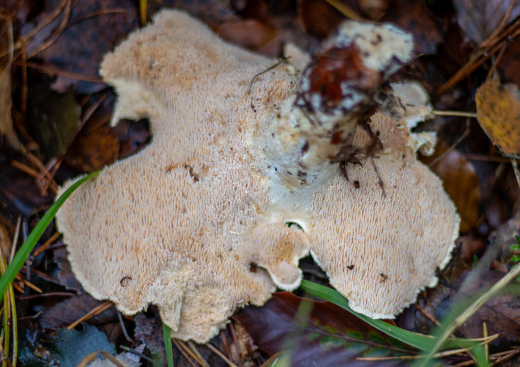 Semmel-Stoppelpilz: älteres Exemplar mit leicht orangefarbenen Stacheln