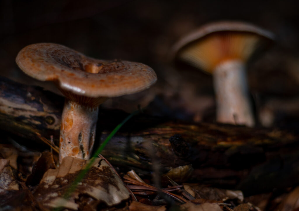 Reizker sind gesundheitsförderliche Pilze