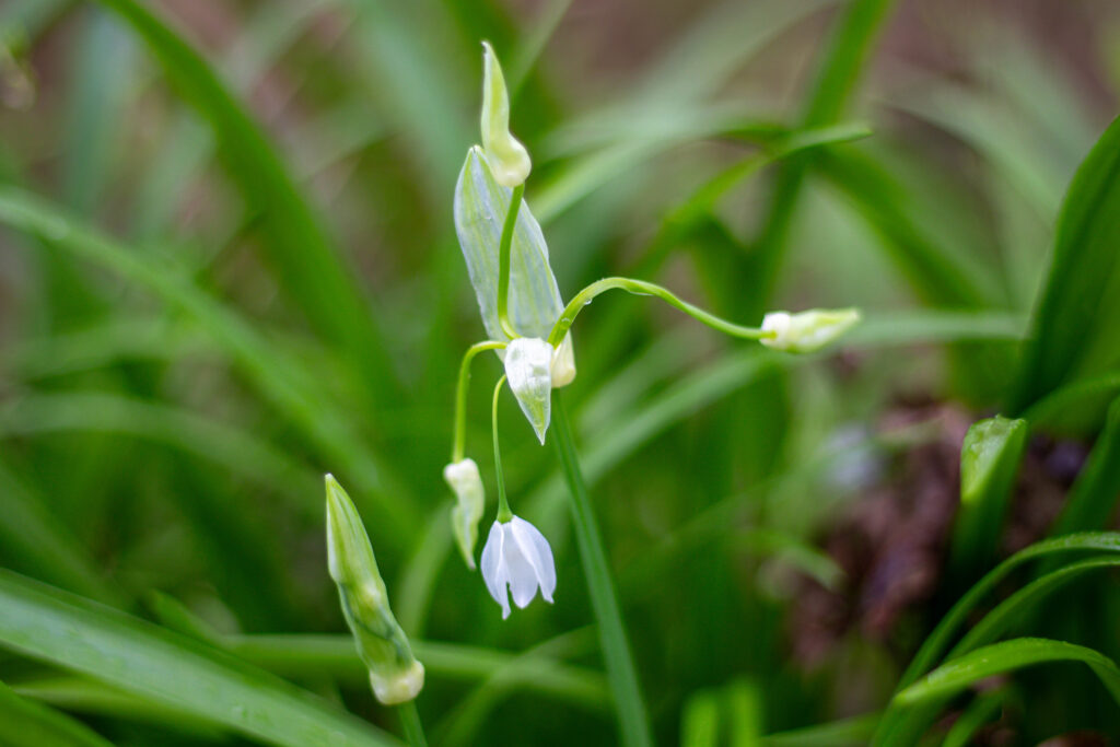 Berliner was? Wunderlauch? Seltsamer Lauch? Ja, so wird dieses aromatische Wildkraut wirklich genannt. Hier mit aufgehender Blüte.