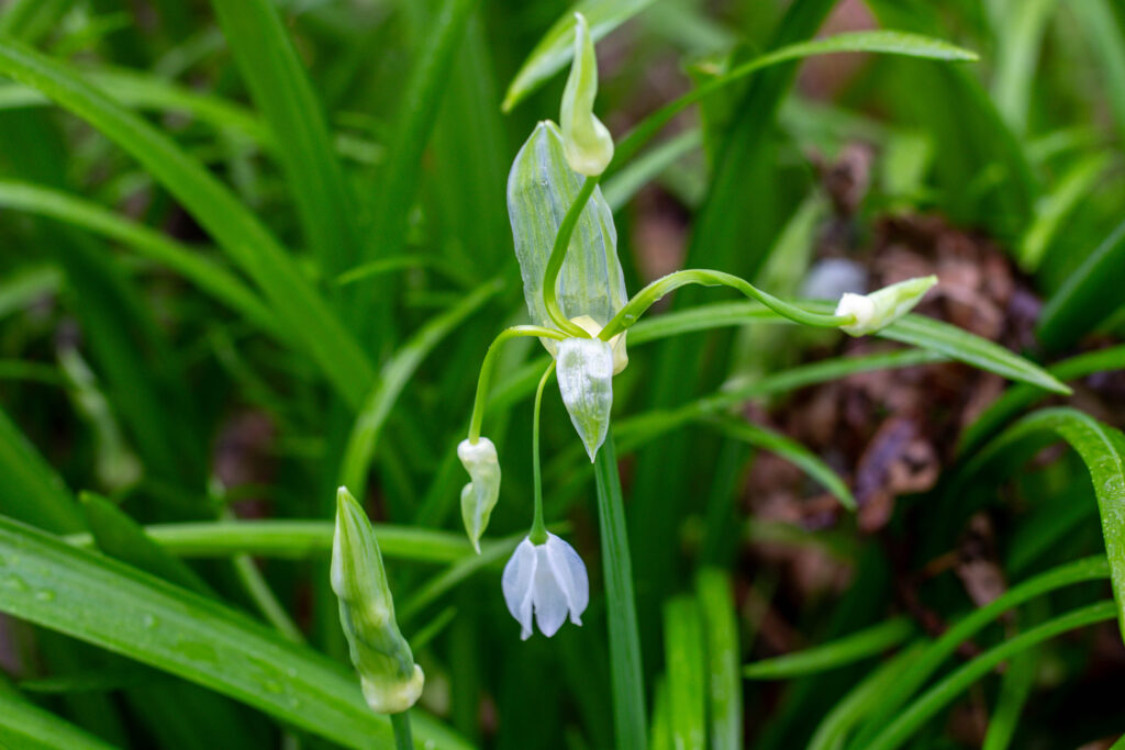 Die Blüten des Wunderlauchs kann man als aromatisches I-Tüpfelchen zu Garnieren auf verschiedene Speisen geben.