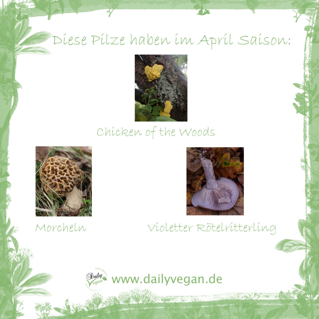 Saisonkalender: saisonale Wildkpilze im April