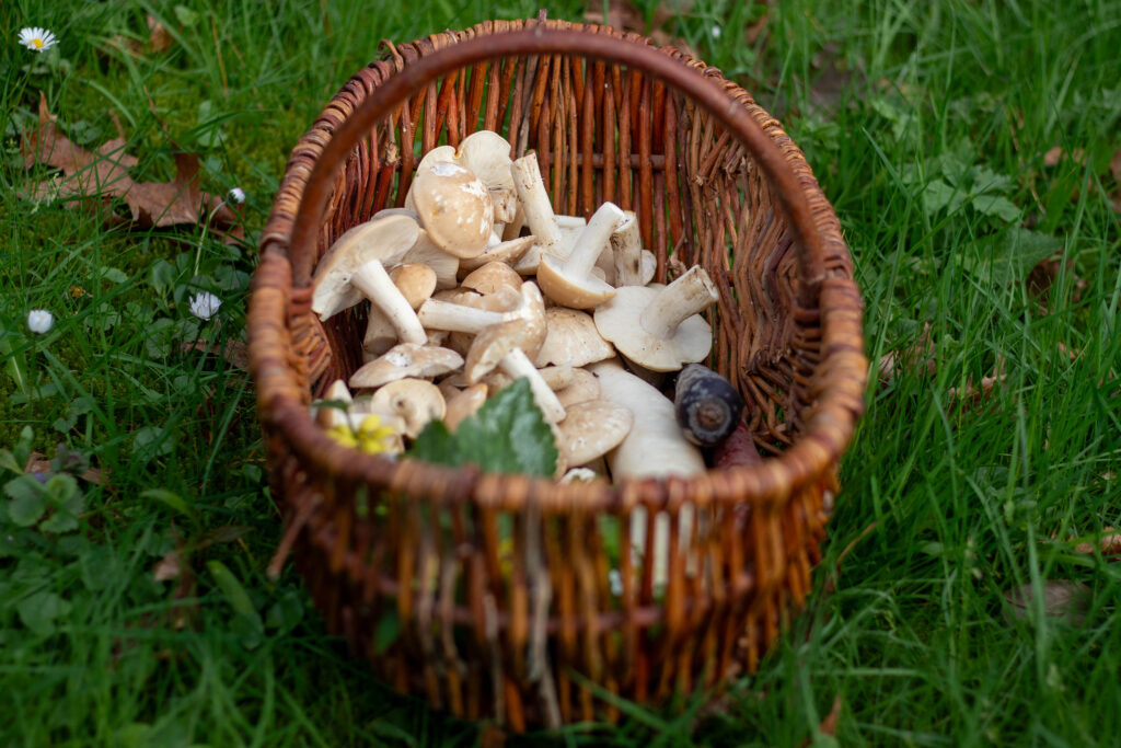 Maipilze im Pilzekorb