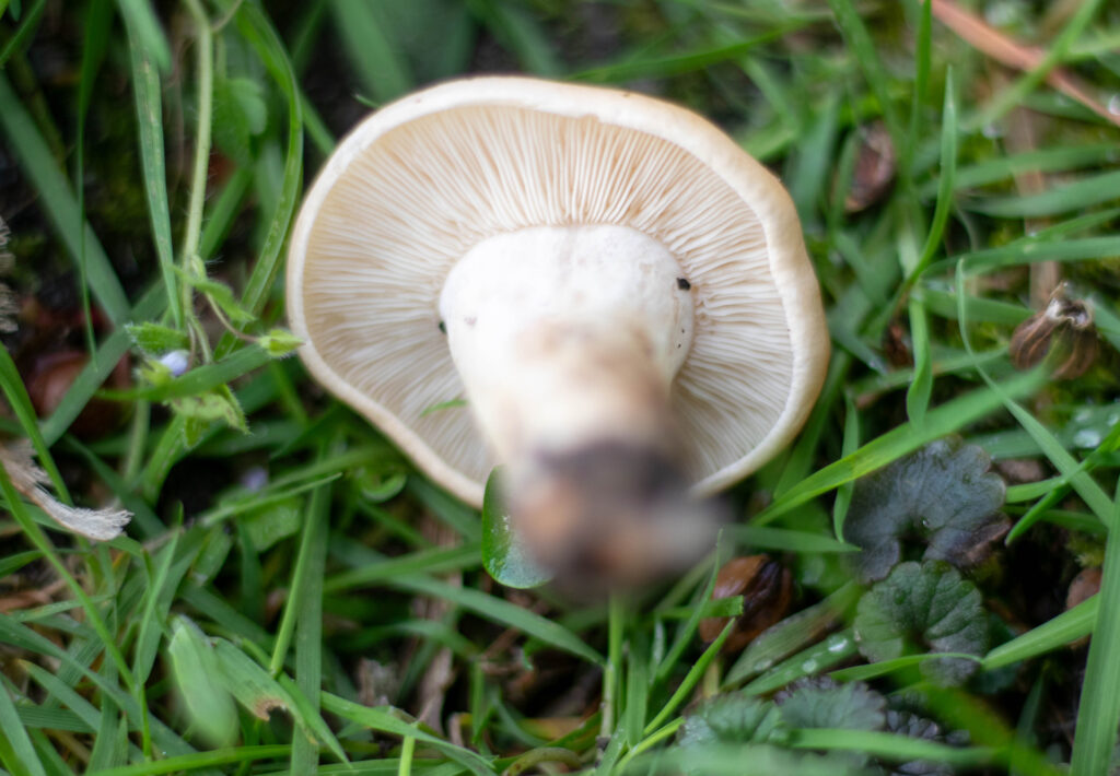 Mairitterlinge: Die Lamellen stehen auffallend dicht. Sie sind schmal und sie sind am Stiel leicht eingebuchtet. Sie sind weiß bis cremefarben.