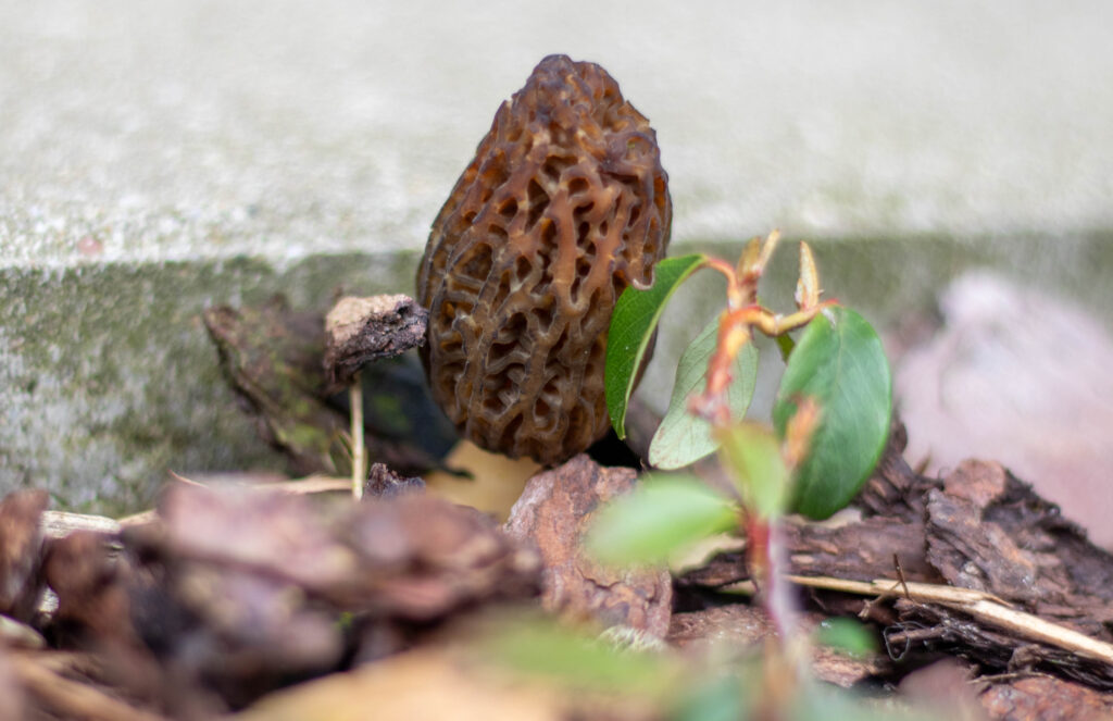 Spitzmorcheln wachsen gerne auf Rindenmulch