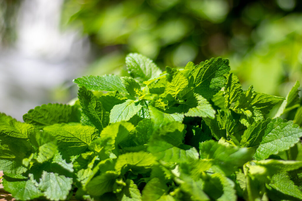 Zitronenmelisse wird von mir gerne und häufig als aromatische Zutat in der Küche verwendet.