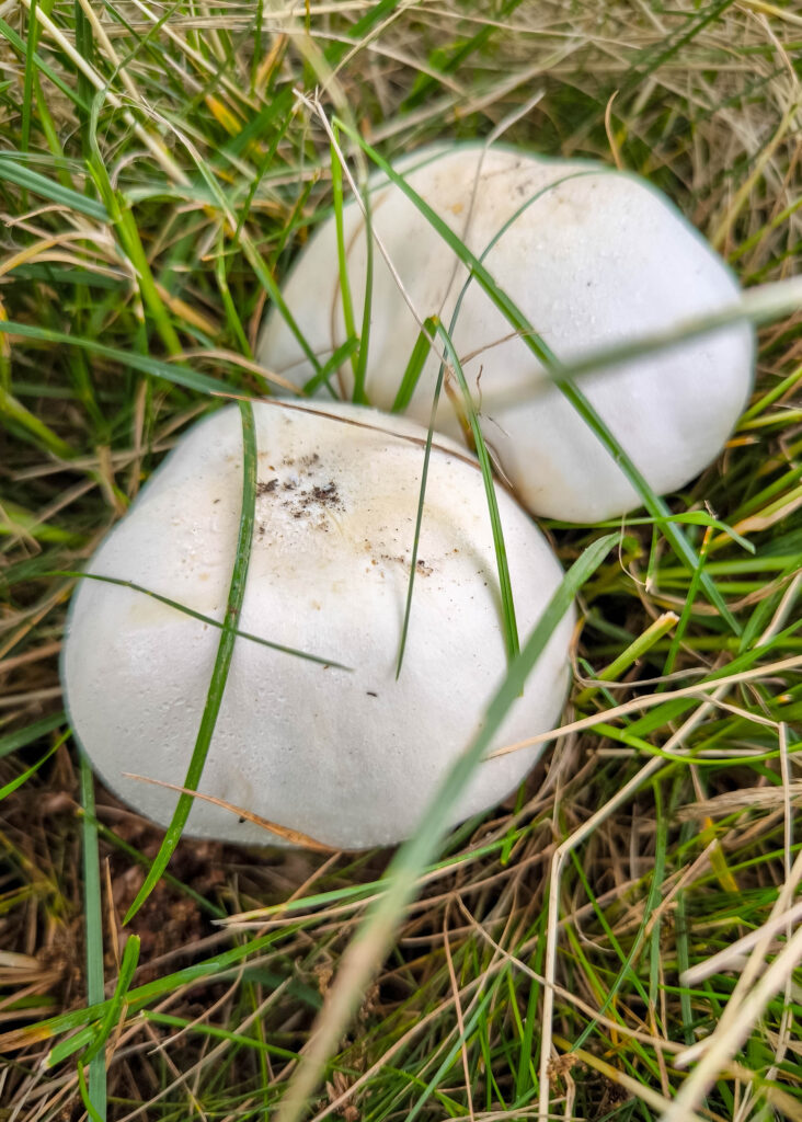 Je älter Wiesenstäublinge werden, desto glatter wird ihre Oberfläche. Diese hier verfärben sich auch schon gelblich.