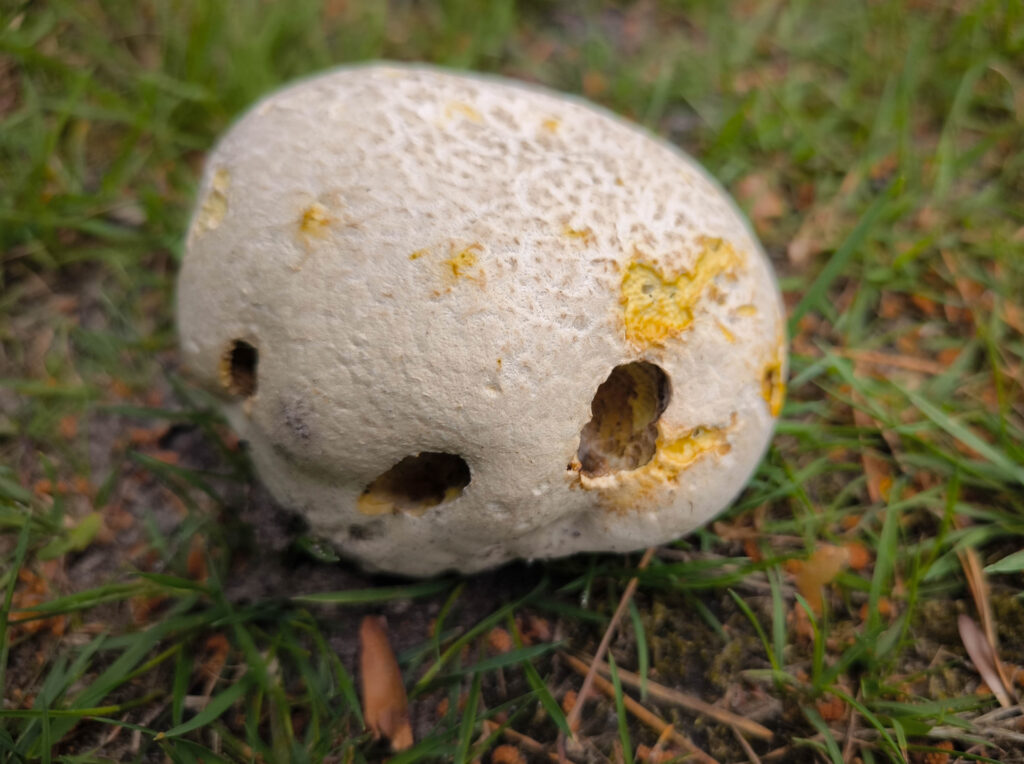 Ein alter, zerfressener Wiesenstäubling, er sich schon deutlich verfärbt