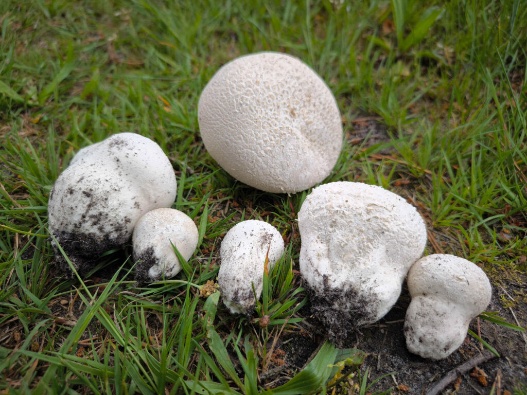 Frisch gesammelte Wiesenstäublinge - hier sieht man auch noch das Rhizomorphen (der wurzelartige Bereich unten am Pilz)