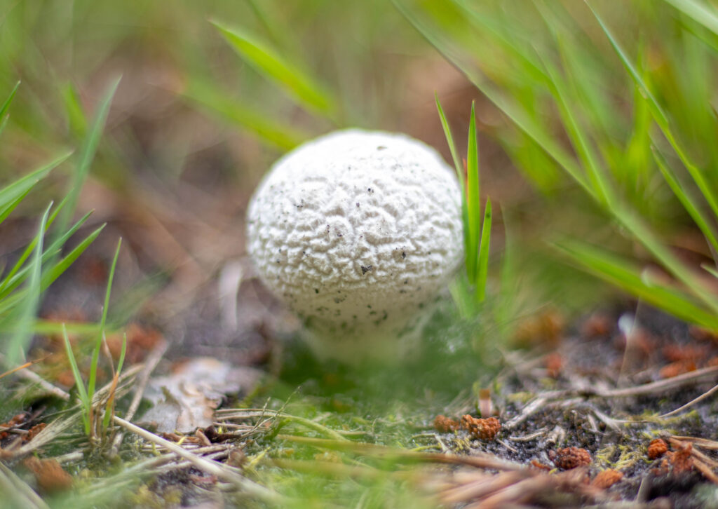 Wiesenstäubling, auch Wiesenstaubbecher, Wiesenbovist, Niedergedrückter Stäubling oder Münzstäubling genannt.