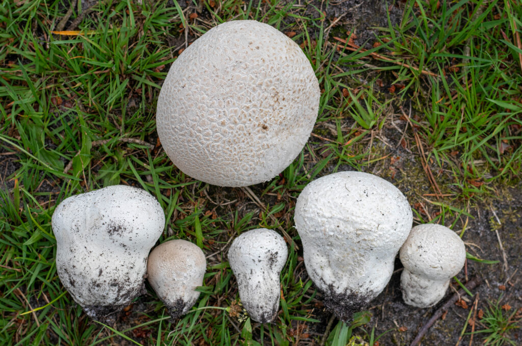 Wiesenstäubling in verschiedenen Größen und Formen