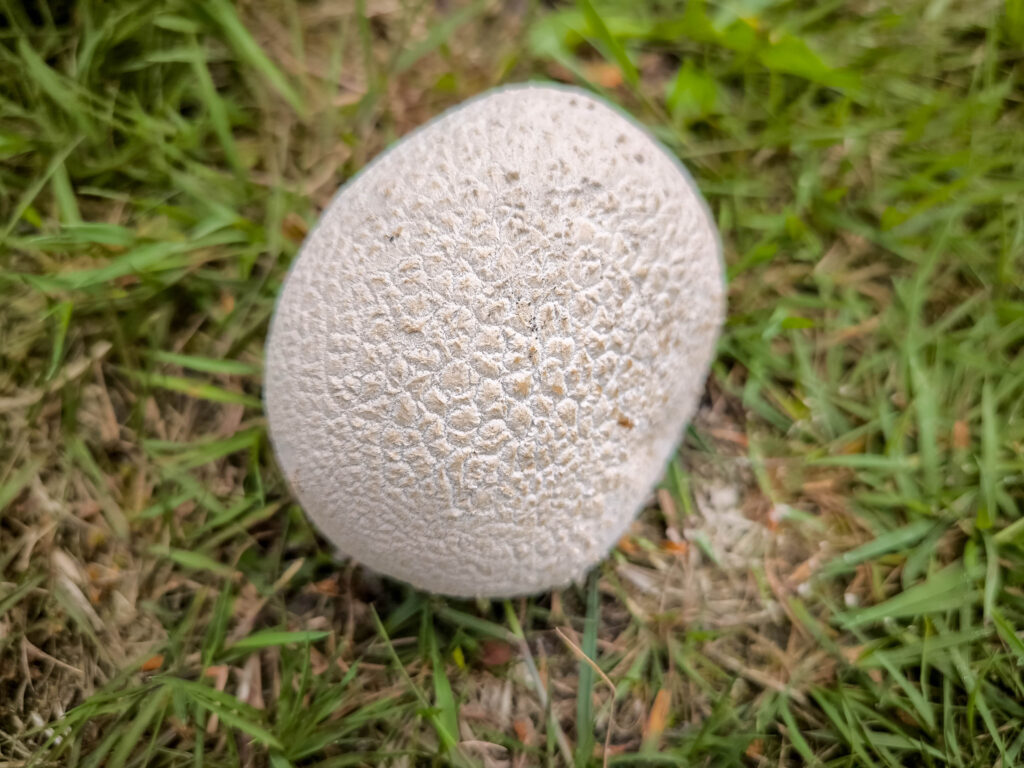 Der Wiesenstäubling ist ein sehr ergiebiger und guter Speisepilz.