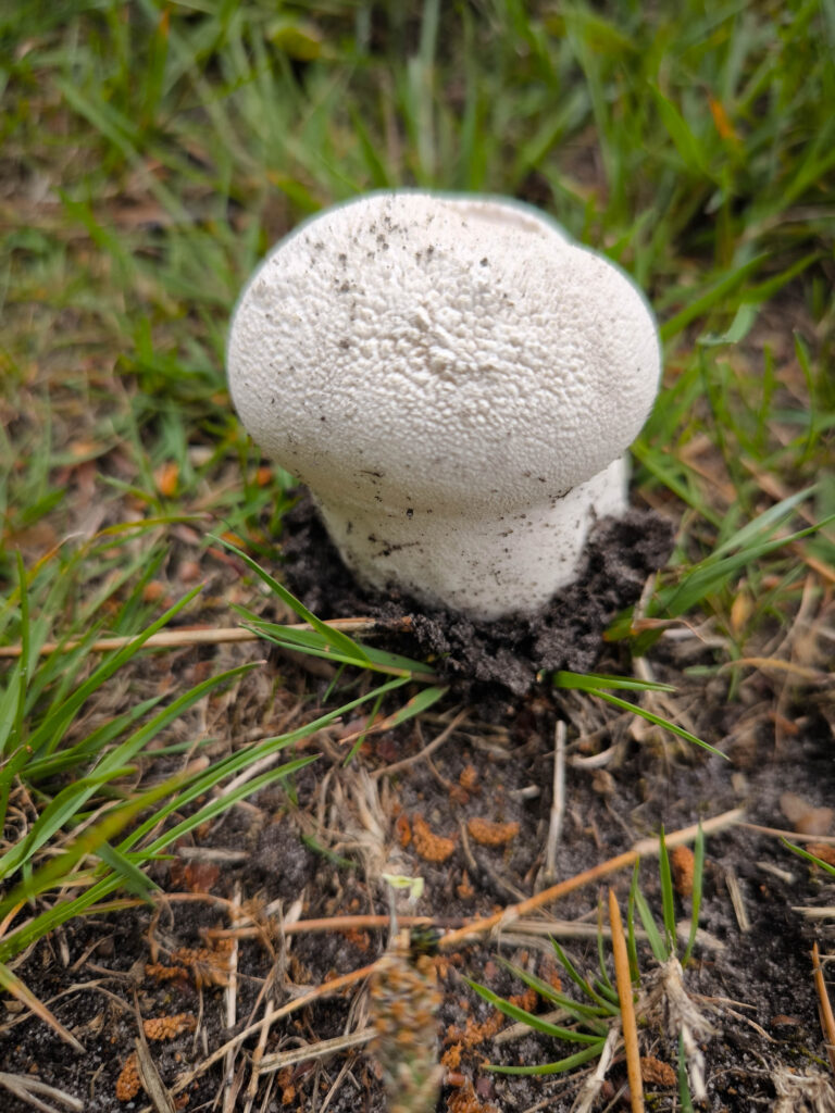 Wiesenstäubling - Wiesenstaubbecher - Wiesenbovist bestimmen