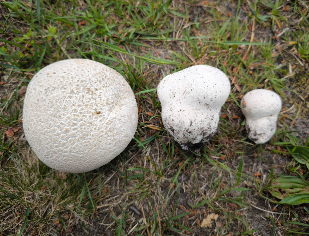 Der Fruchtkörper wird meistens 2-7 cm groß