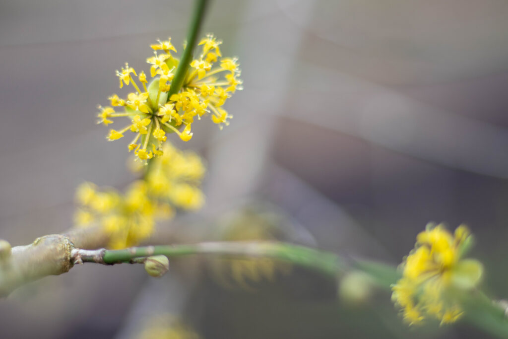 Kornelkirschenblüten im Frühjahr