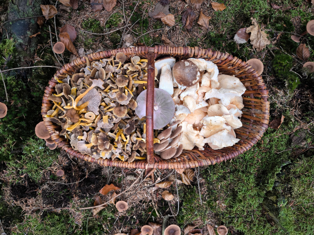 1. Zuerst braucht man natürlich Pilze. Hier im Korb: die Trompetenpfifferlinge für die Suppe und außerdem 2 Steinpilze, 1 Violetter Rötelritterling, einige Austernseitlinge und viele Semmelstoppelpilze.