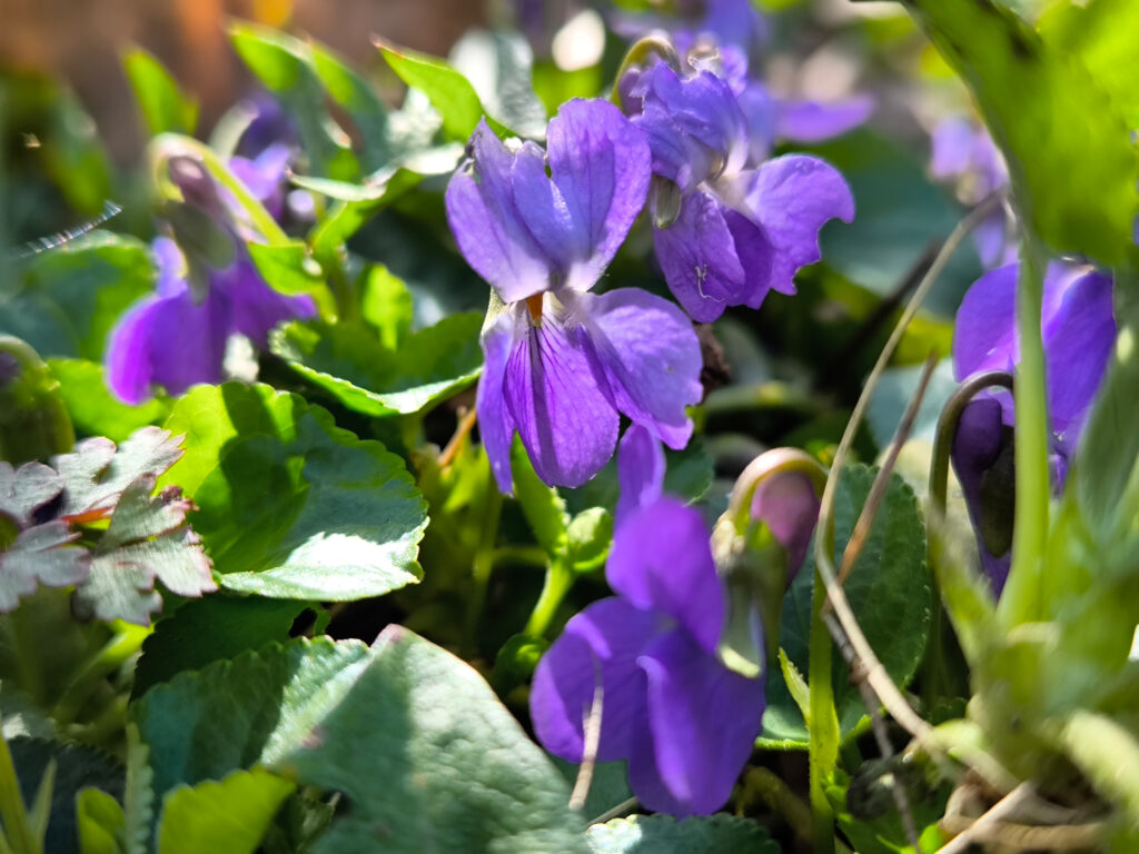 Duftveilchen in voller Blüte. Duftveilchen blühen im Frühling.