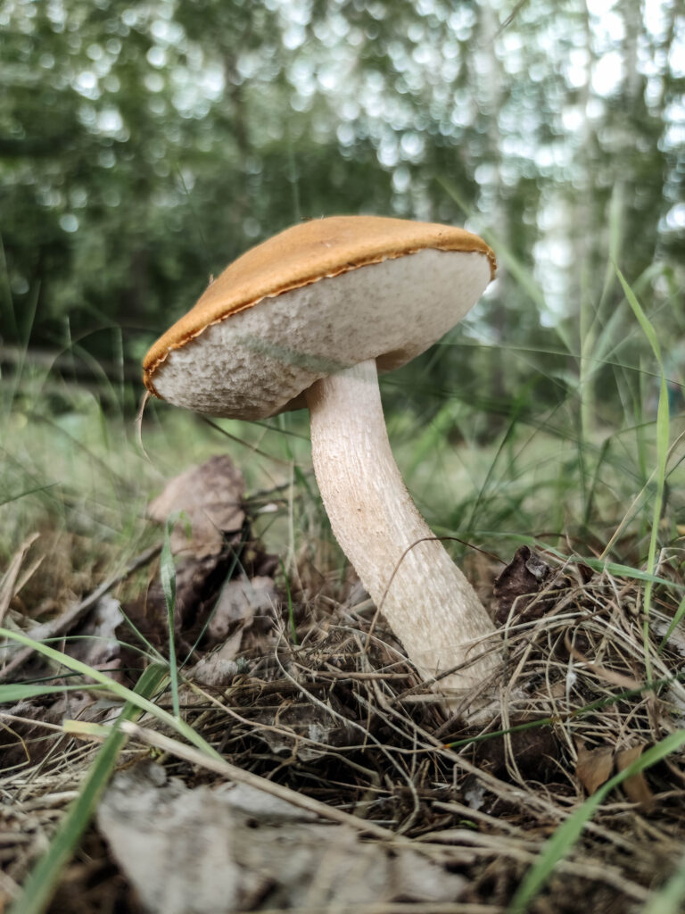 Espenrotkappe im Gras