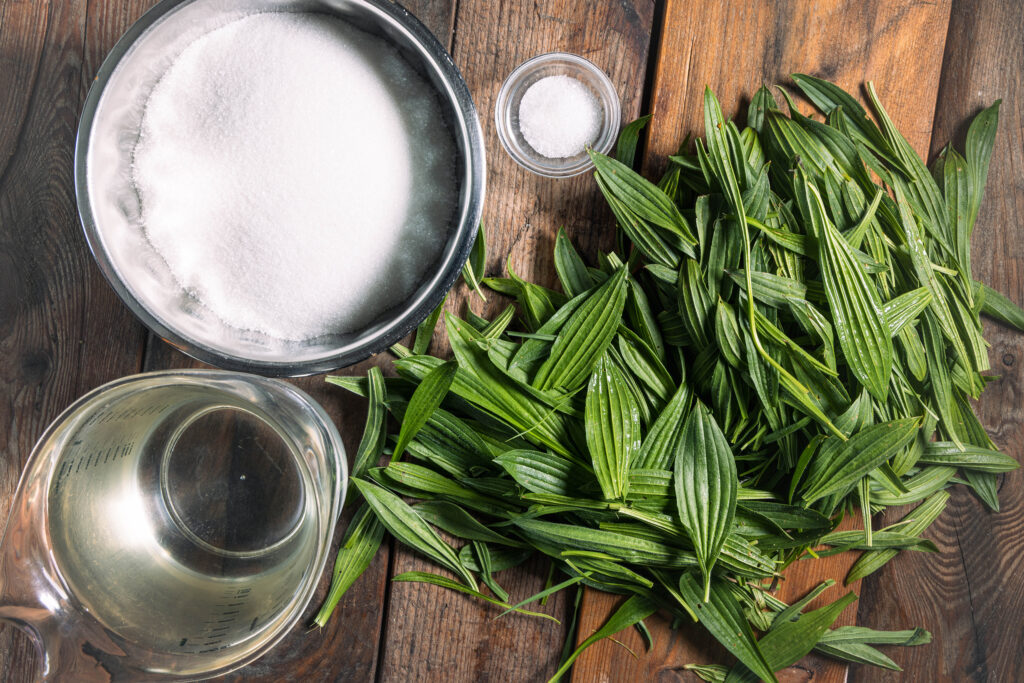 Alle Zutaten für den Spitzwegerichsirup.